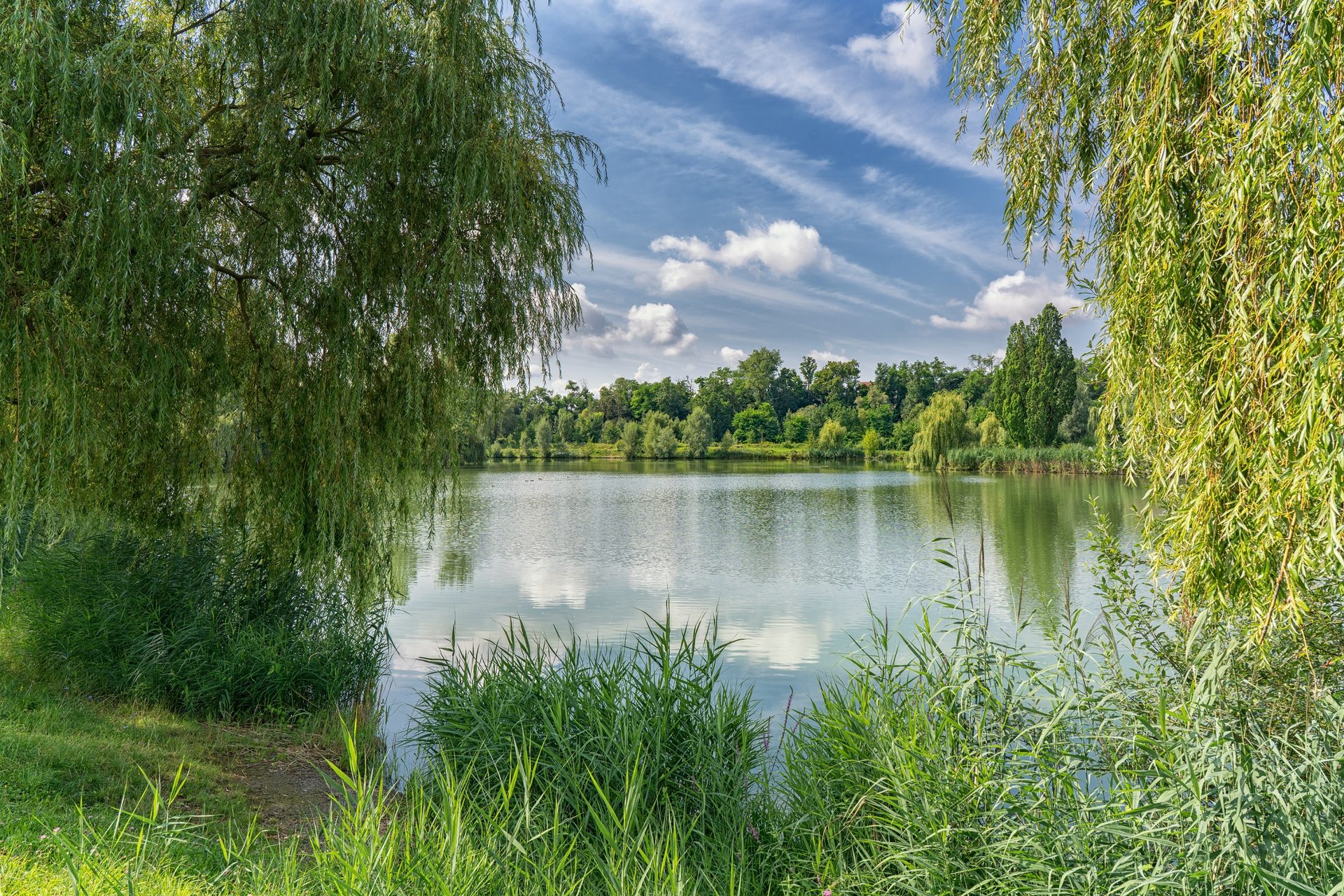 Der Hirschfeldsee im Sommer, gerahmt von Trauerweiden und Schilf